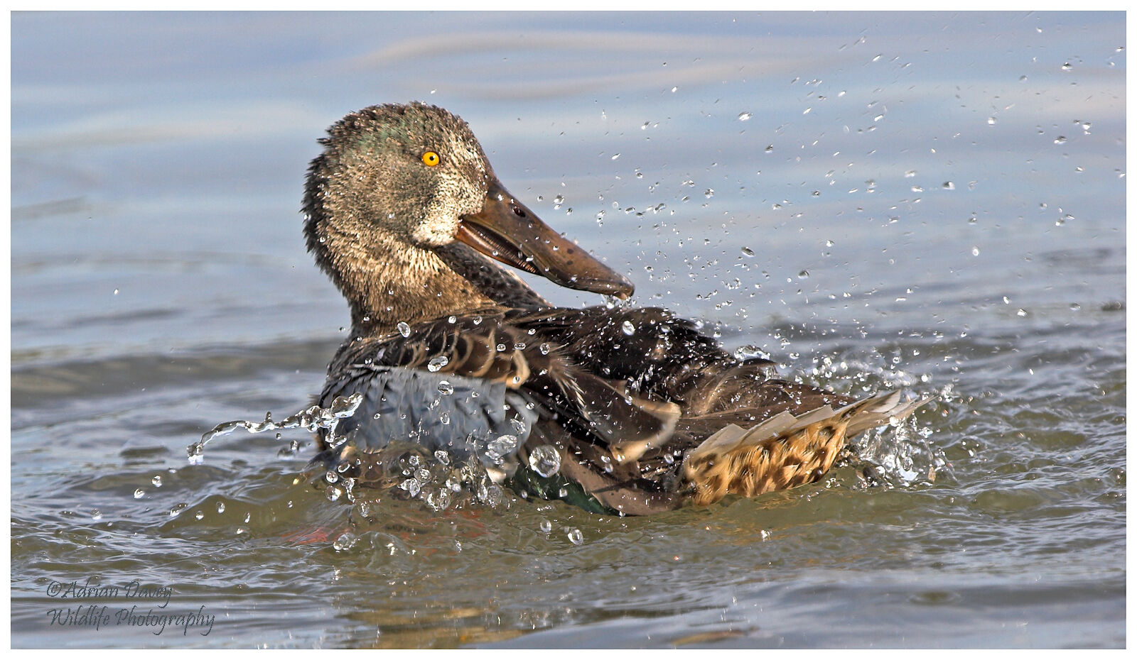 Shoveller preening 3
