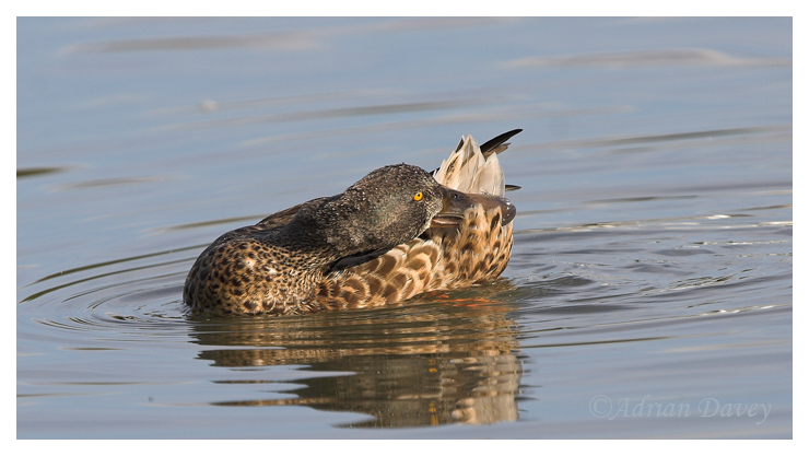 Shoveller preening 1