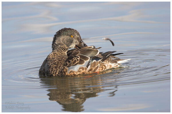 Shoveller preening 4