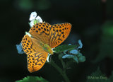 Silver Washed Fritillary