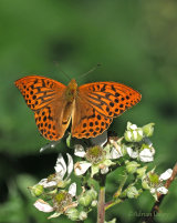 Silver Washed Fritillary