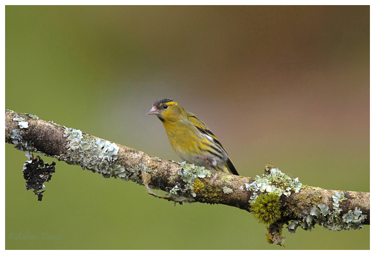 Sisken male