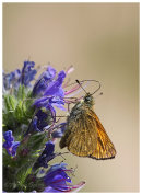 Large Skipper