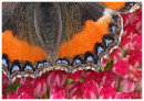 Small Tortioshell wing close up
