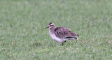 Sociable Lapwing