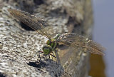 Southern Hawker