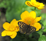 Lockdown Garden Wildlife 2