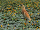 Hungary Birds