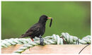 Starling ( Hebridean) with food for its young