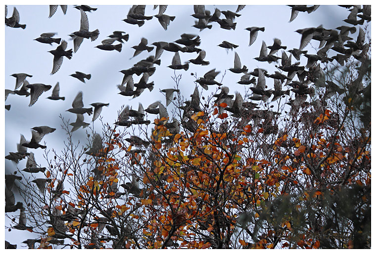 starling flocks flying