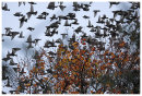 Starling flock taking off from beech tree