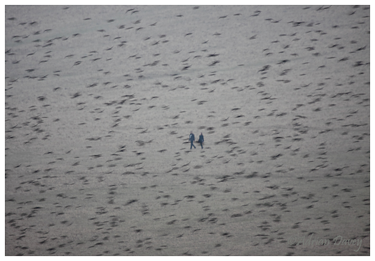 Walking with Starlings
