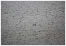 Walking with Starlings