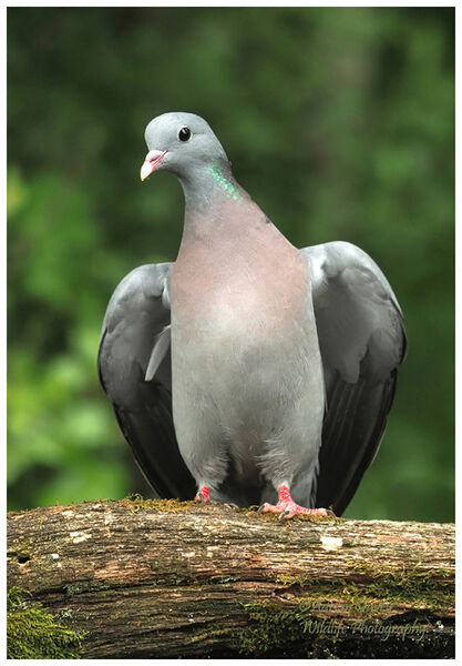 Stock Dove