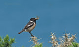 Stonechats