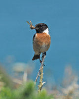 Stonechats