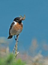 Stonechats