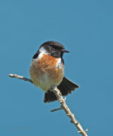 Stonechats