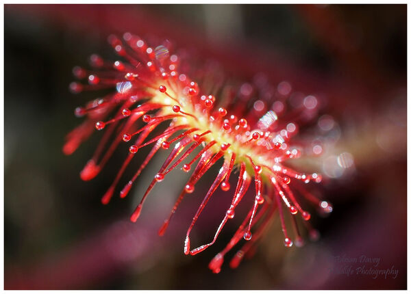 Sundew