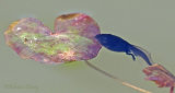 Tadpoles