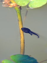 Tadpoles