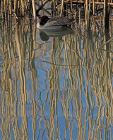 Radipole & Lodmoor