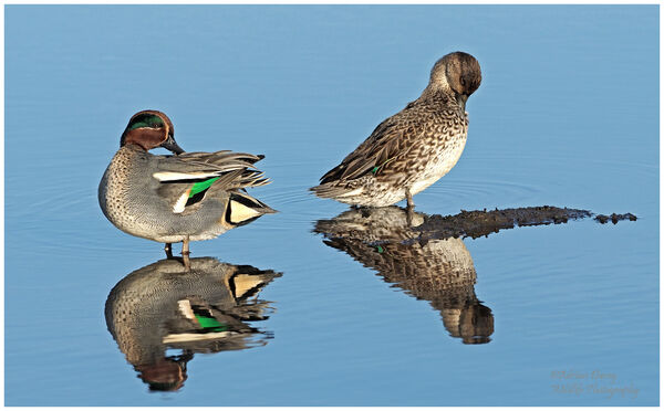 Teal pair preening