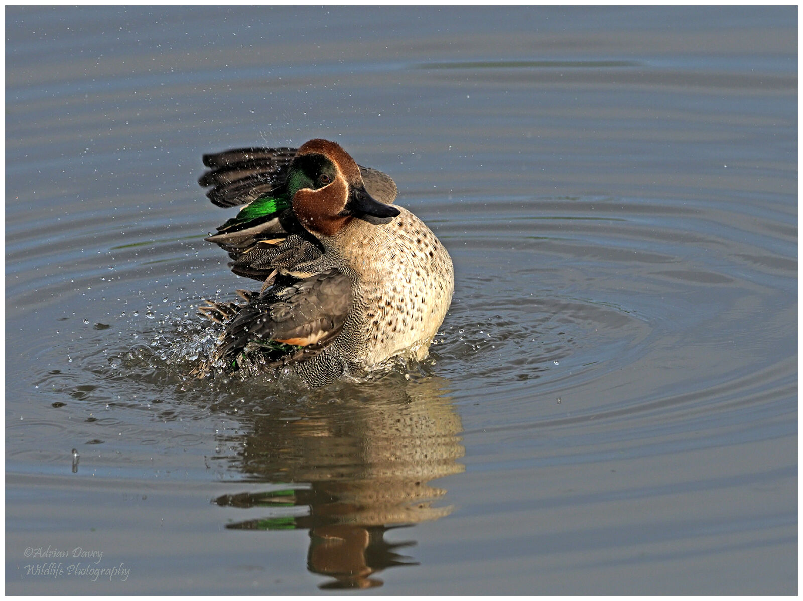 Drake Teal bathing