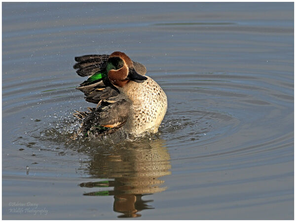 Drake Teal bathing