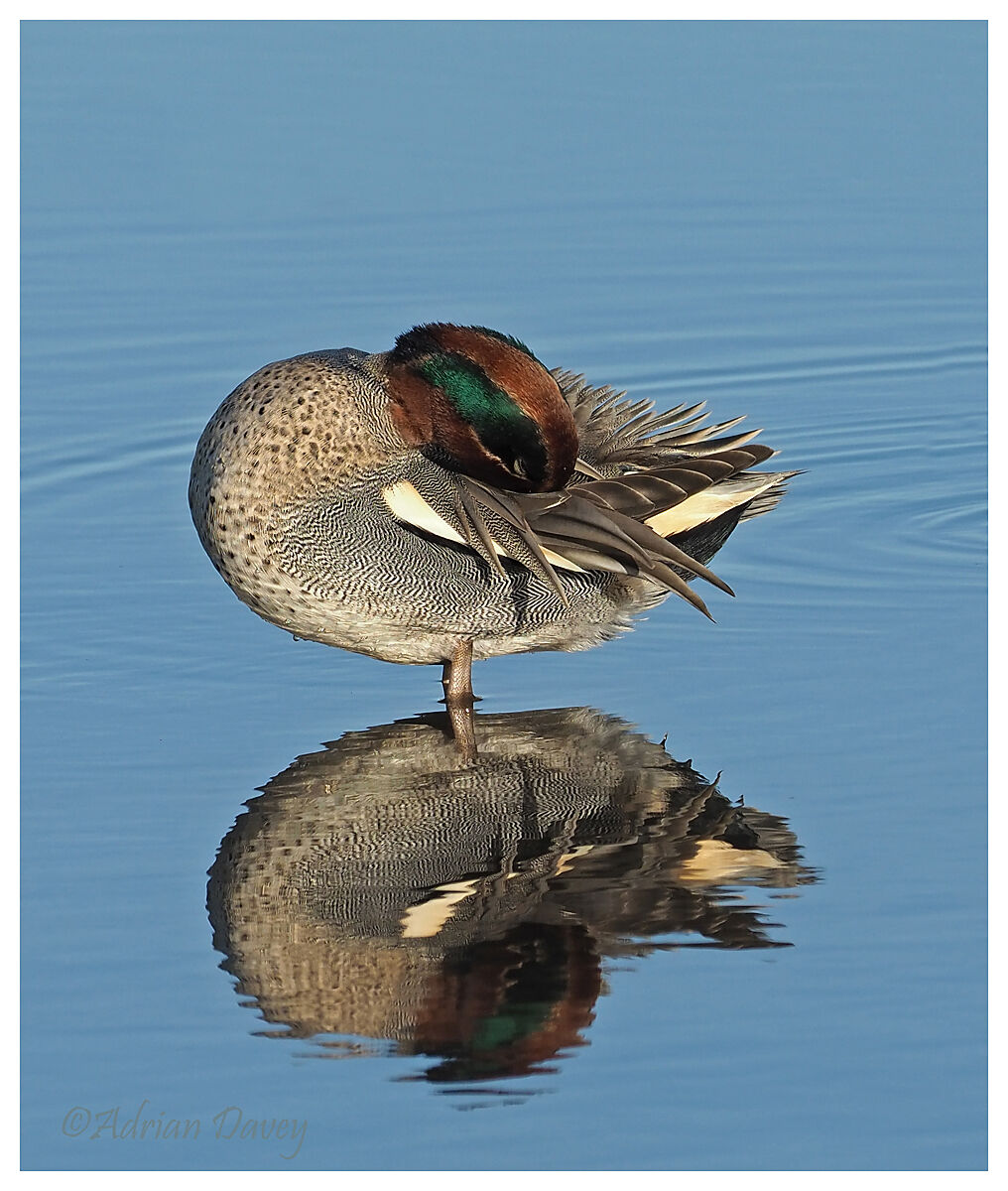 Teal drake preening