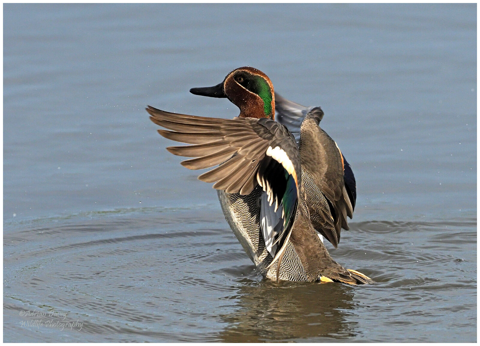 Teal bathing