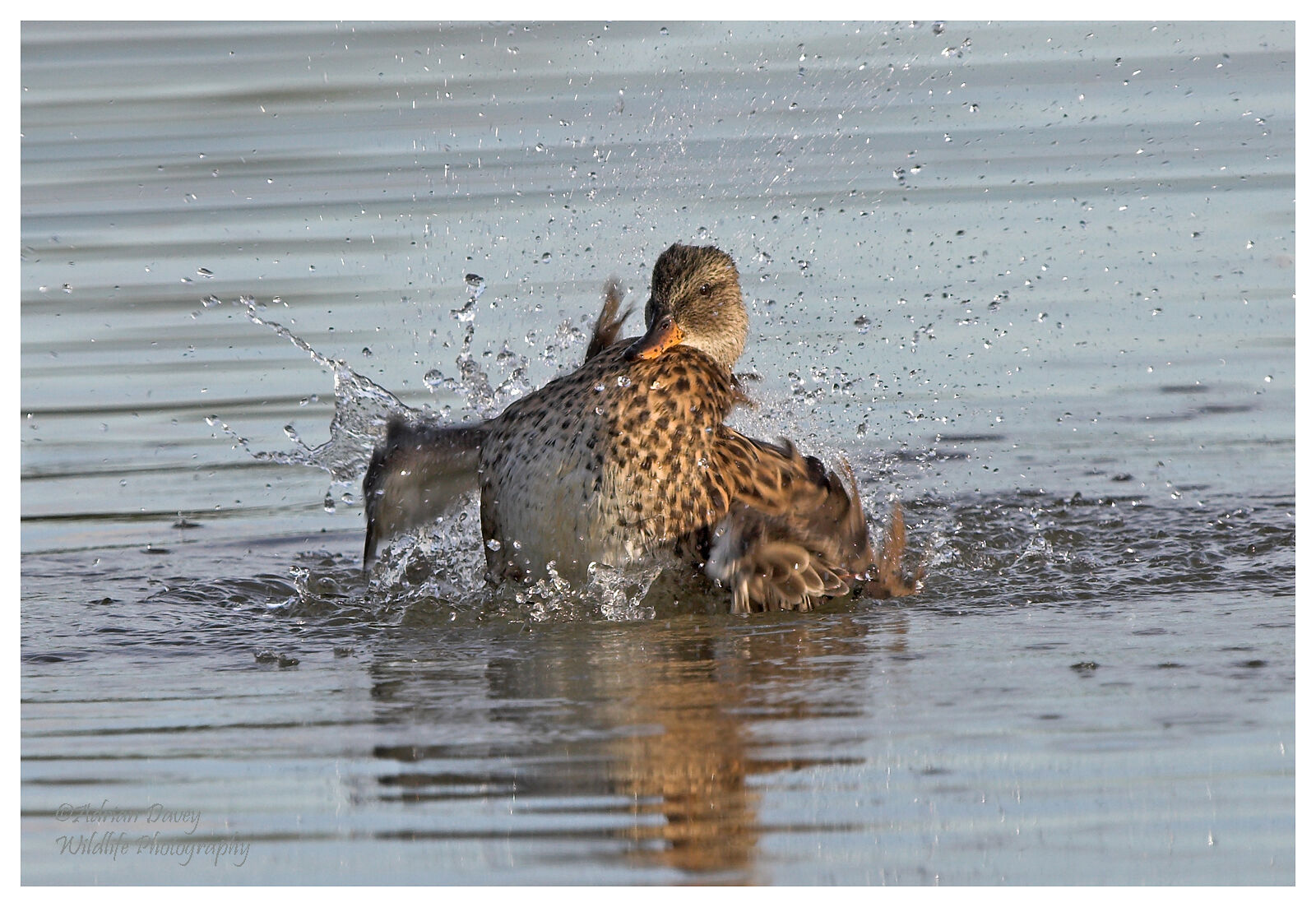 Female Teal bathing.