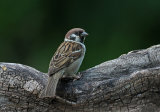 Hungary Birds