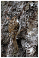Treecreeper