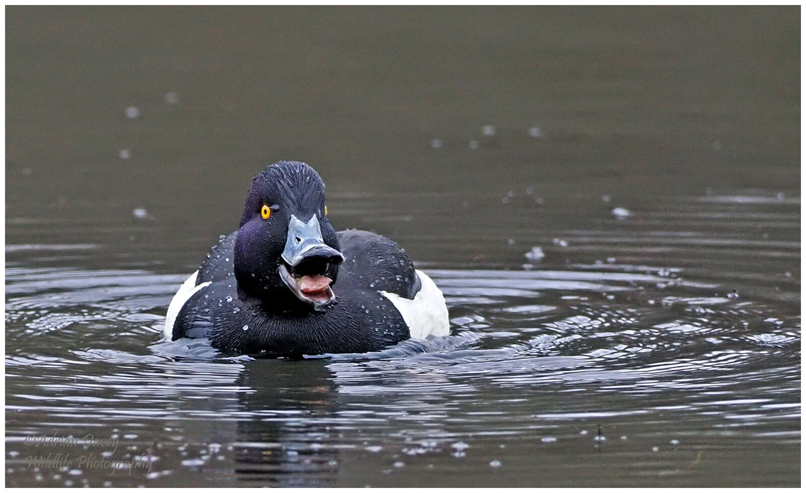 Tufted Duck
