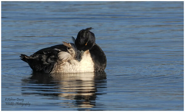 Tufted Duck preening