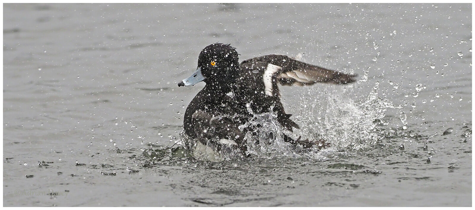 Tufted Duck bathing.