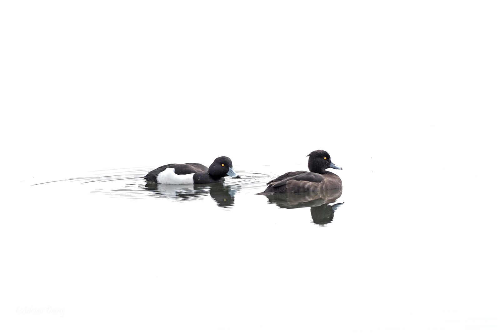 Tufted Ducks
