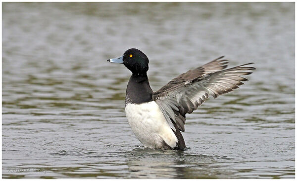 Tufted Duck wing stretch.