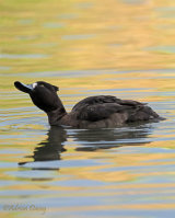 On Golden Pond