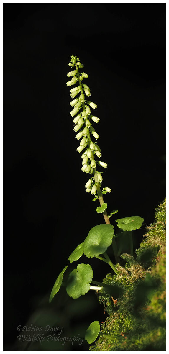 Wall Pennywort