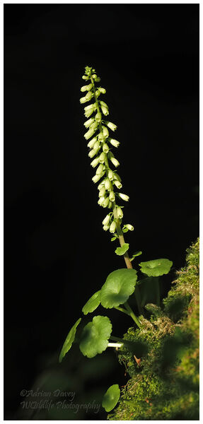 Wall Pennywort
