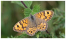 Wall Brown