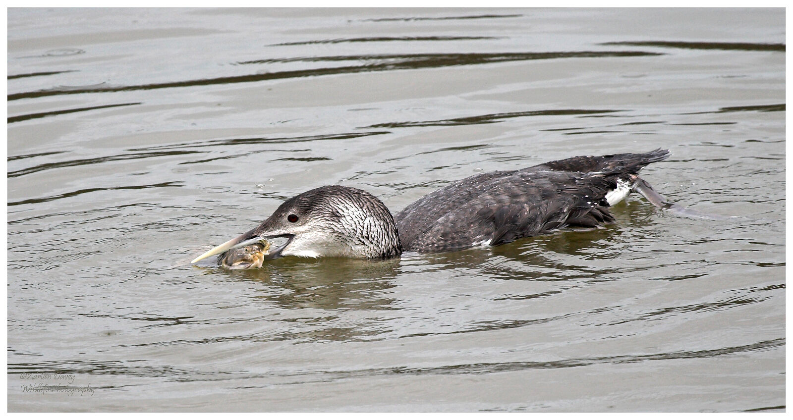 White Billed Diver.
