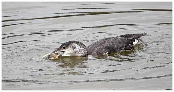 White Billed Diver.