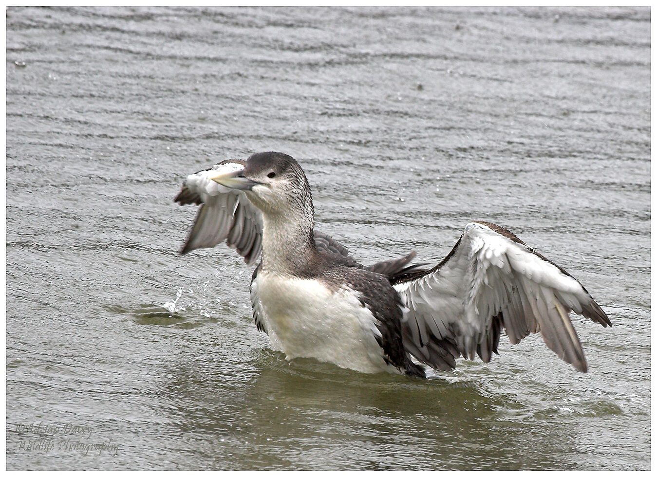 White Billed Diver 2