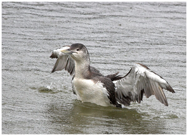 White Billed Diver 2