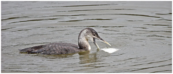 White Billed Diver 3