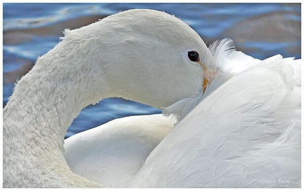 Whooper Swan 2