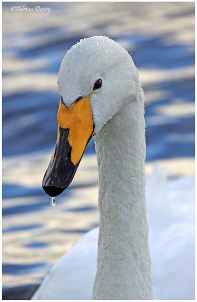 Whooper Swan 1